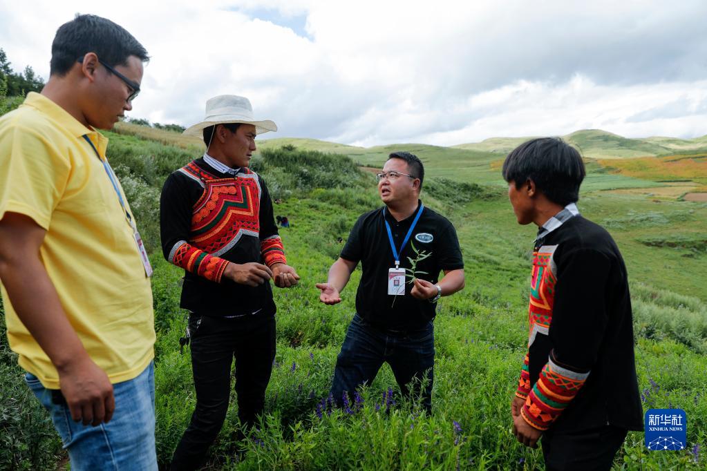 在位于四川省凉山彝族自治州昭觉县龙沟乡境内黄芩种植基地，西南医科大学副教授夏纪毅（右二）和该校派出的驻村工作队员俄且莫机（左一）为当地彝族群众讲授黄芩种植和采摘技术（2020年8月14日摄）。新华社记者 沈伯韩 摄